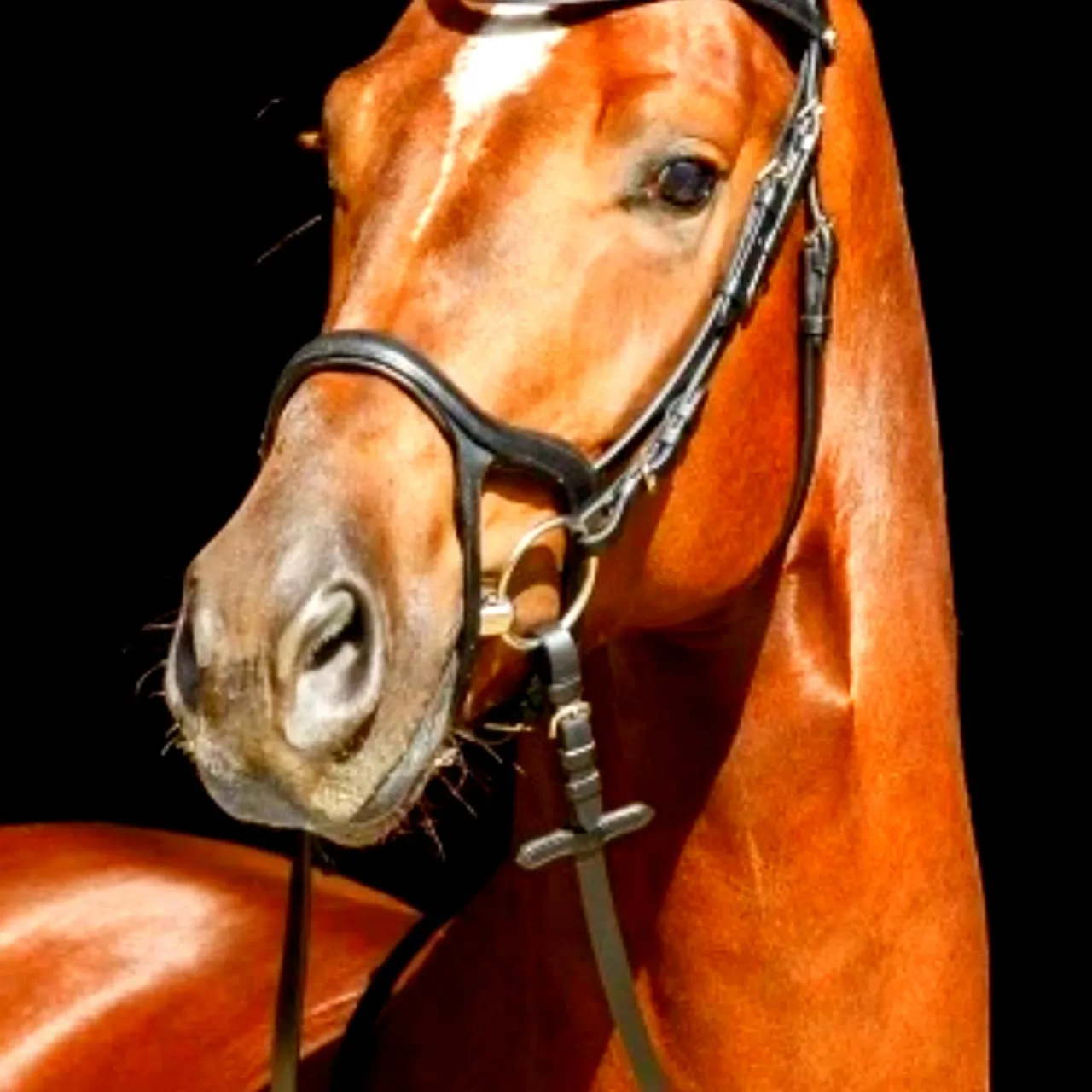 Уздечка Milnton, Bonjour, Toto! Канада