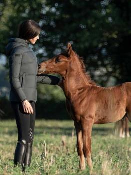 Куртка женская Down Padded, с капюшоном, Cavalleria Toscana Италия, код GID206NY039