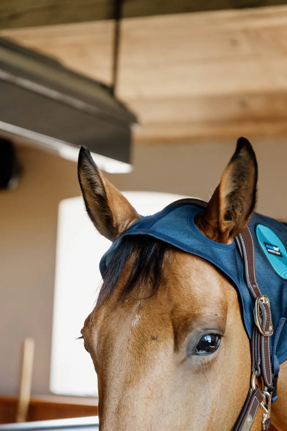 Капор Recuptex, Kentucky Бельгия