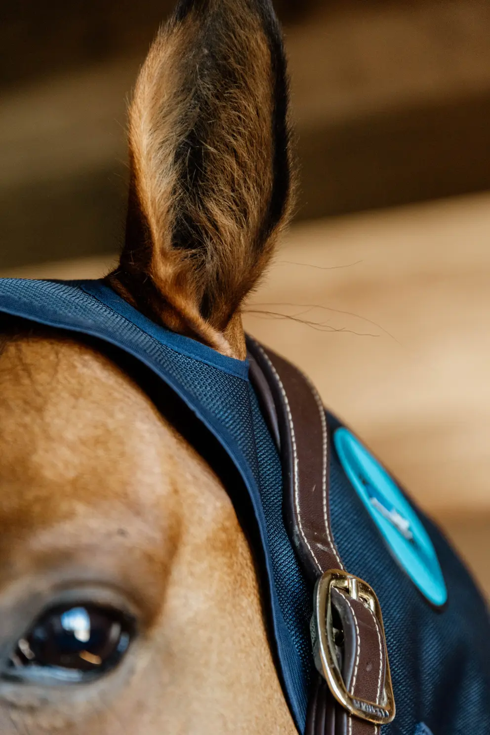 Капор Recuptex, Kentucky Бельгия