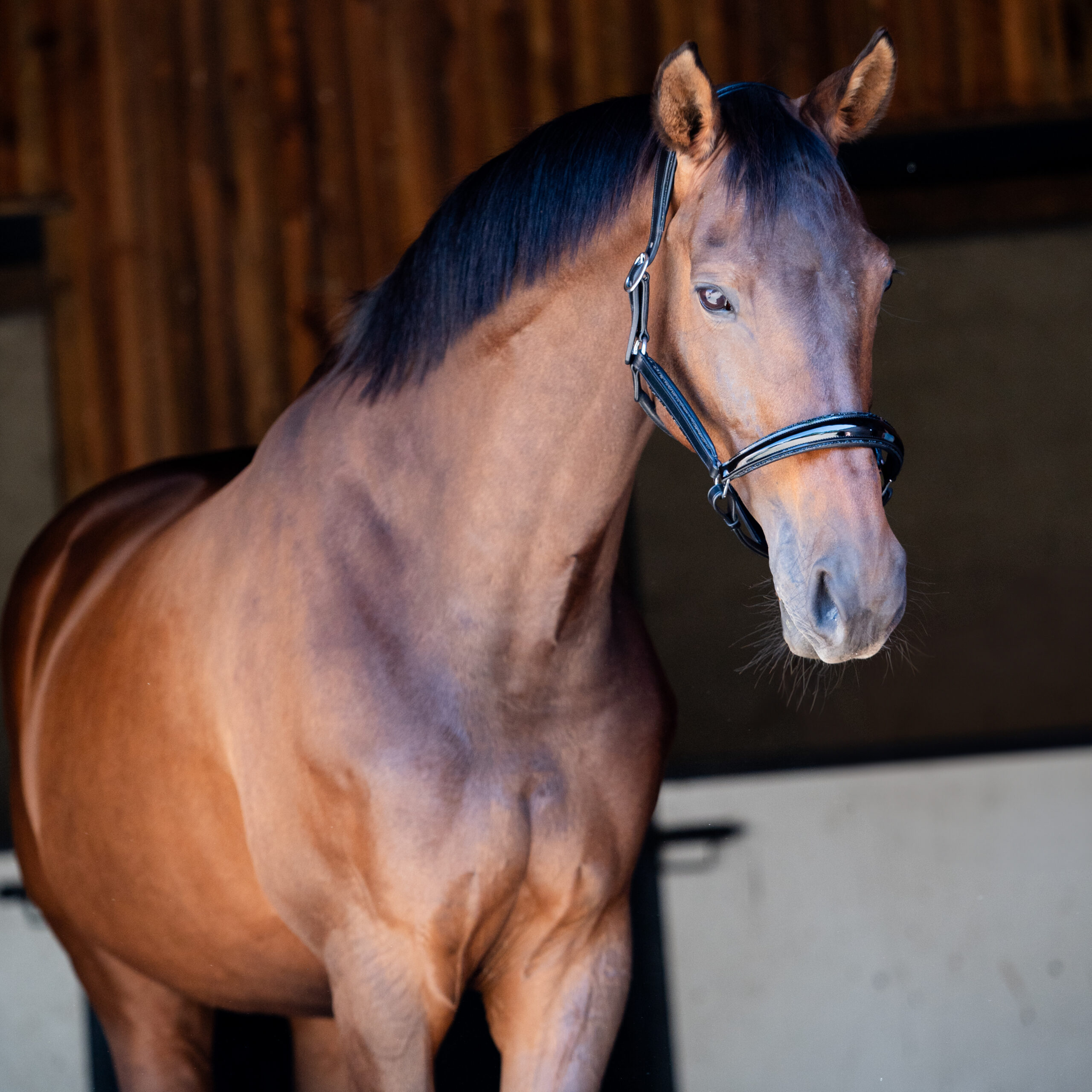 Недоуздок кожанный  Crystal Rock, UNIQ bridles Голландия