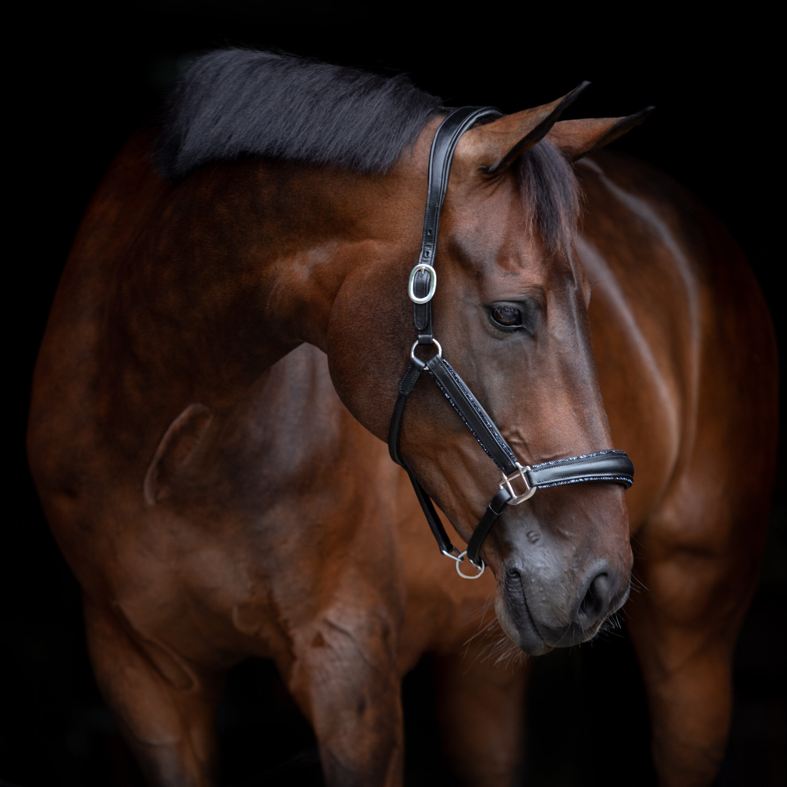 Недоуздок кожанный  Crystal Rock, UNIQ bridles Голландия