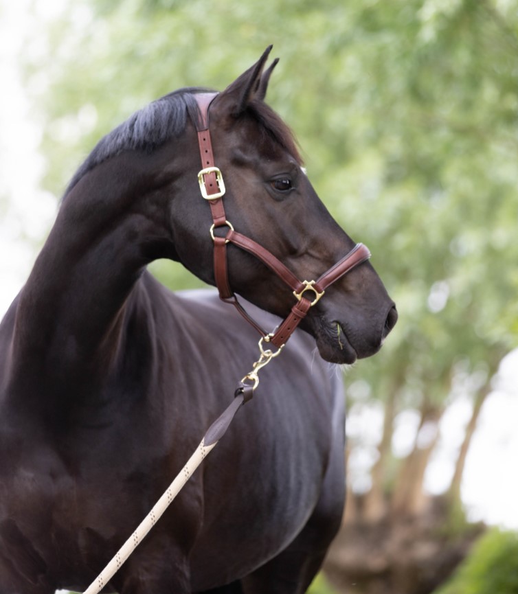 Недоуздок Anatomic, LeMieux Великобритания